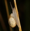 Pseudotachea splendida