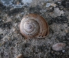 Pseudotachea splendida