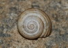 Pseudotachea splendida