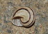 Pseudotachea splendida