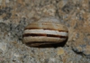Pseudotachea splendida