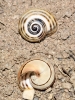 Pseudotachea splendida
