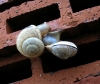Pseudotachea splendida