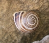 Pseudotachea splendida