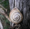 Pseudotachea splendida