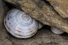 Pseudotachea splendida
