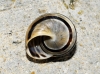 Pseudotachea splendida