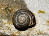 Pseudotachea splendida