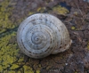 Pseudotachea splendida