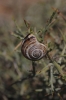 Pseudotachea splendida