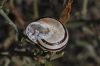 Pseudotachea splendida