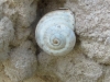 Pseudotachea splendida