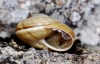 Pseudotachea splendida