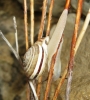 Pseudotachea splendida