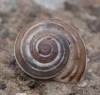 Pseudotachea splendida