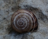 Pseudotachea splendida