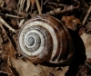 Pseudotachea splendida