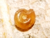 Punctum pygmaeum