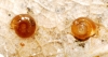 Punctum pygmaeum