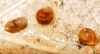 Punctum pygmaeum