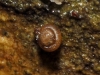 Punctum pygmaeum