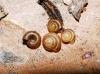 Punctum pygmaeum