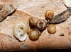Punctum pygmaeum