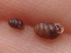 Pupilla muscorum Pupilla muscorum