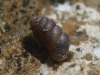 Pupilla muscorum Pupilla muscorum