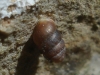 Pupilla muscorum Pupilla muscorum