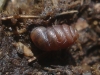 Pupilla muscorum Pupilla muscorum