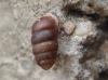 Pupilla muscorum Pupilla muscorum