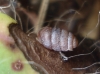 Pupilla muscorum Pupilla muscorum