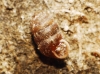 Pupilla muscorum Pupilla muscorum
