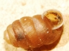 Pupilla muscorum Pupilla muscorum