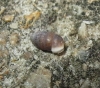 Pupilla muscorum