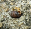 Pupilla muscorum