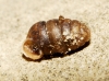 Pupilla muscorum