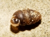 Pupilla muscorum