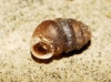 Pupilla muscorum