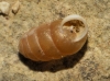 Pupilla muscorum Pupilla muscorum