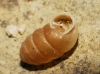 Pupilla muscorum Pupilla muscorum