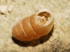 Pupilla muscorum Pupilla muscorum