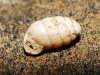 Pupilla sp.