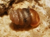 Pupilla triplicata
