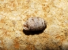 Pupìlla triplicata Pupìlla triplicata
