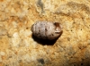 Pupìlla triplicata Pupìlla triplicata