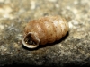 Pupilla triplicata Pupilla triplicata