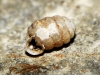 Pupilla triplicata Pupilla triplicata