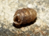 Pupilla triplicata